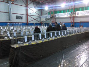 expozitie-animale-rasa-mioveni (2)
